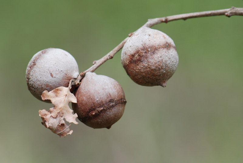 Galla su rovere Andricus quercus-tozae (Cynipidae)